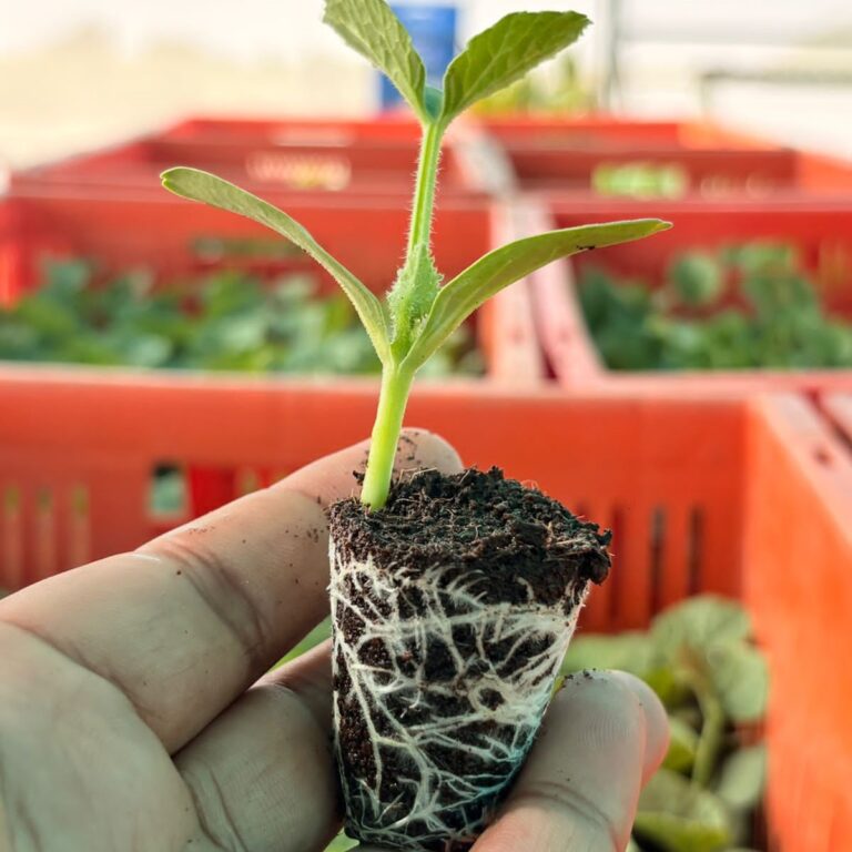 seedling root growth