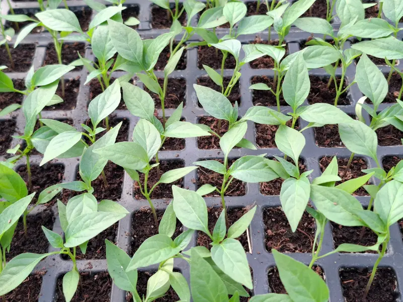 Chili