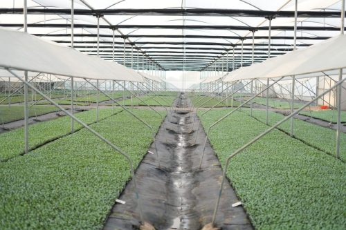 nursery internal1