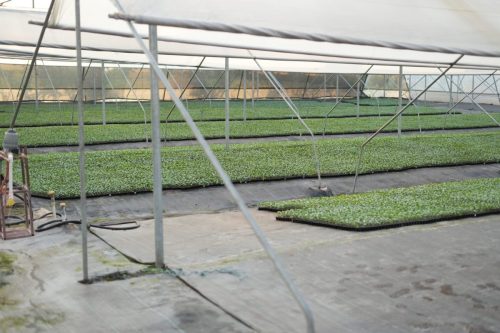 nursery internal2