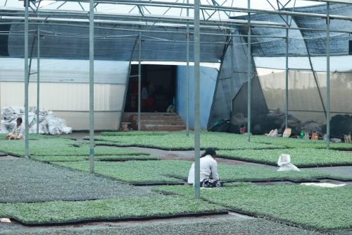 Vidarbha Hitech Nursery