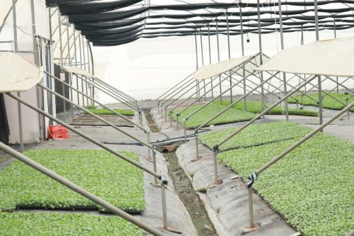 Nursery Internal img